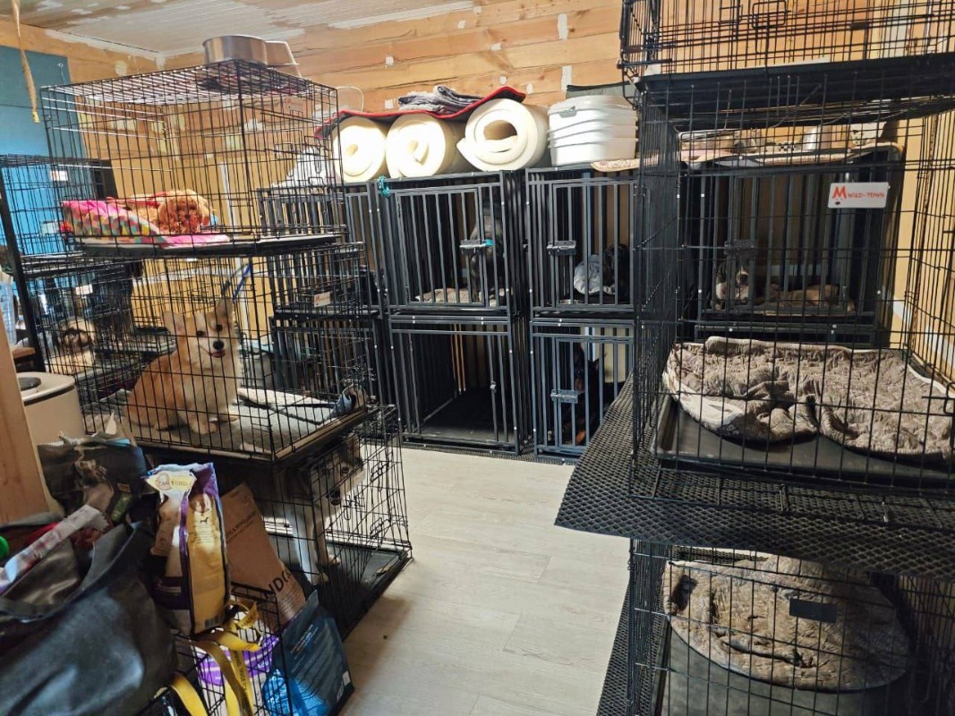 Фото: Telegram/@MonaRaava