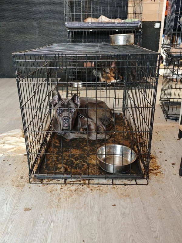 Фото: Telegram/@MonaRaava