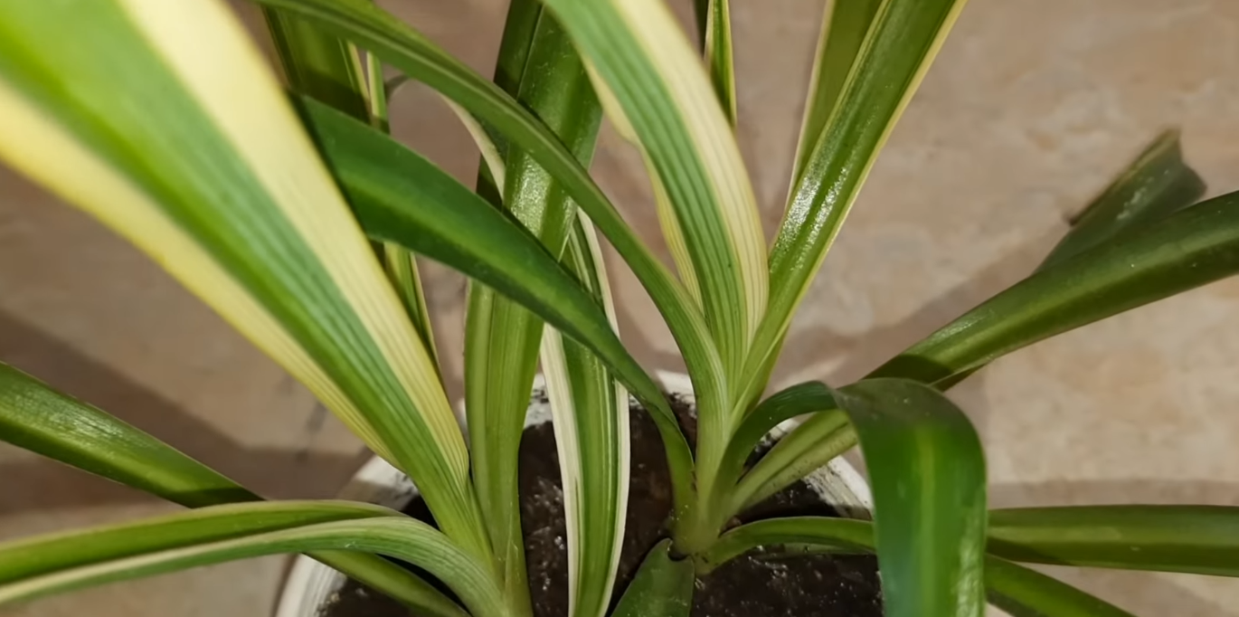 Фото: YouTube / @VikkyFlowers