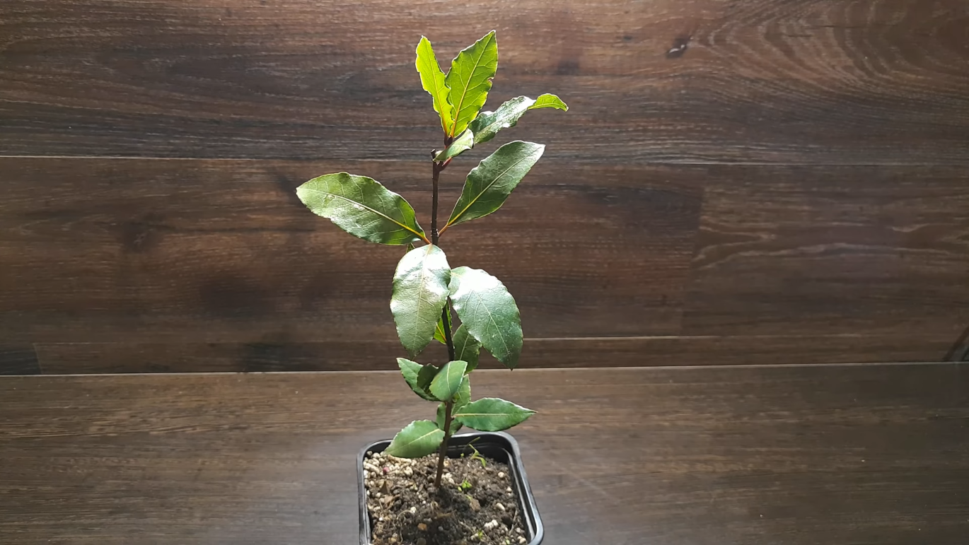 Фото: YouTube / @AquaManHero