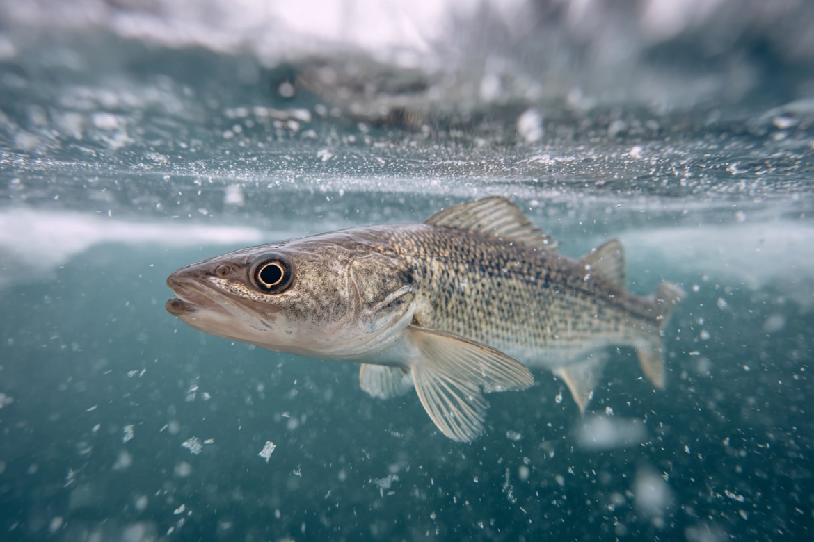 Изображение сгенерировано при помощи нейросети Midjourney