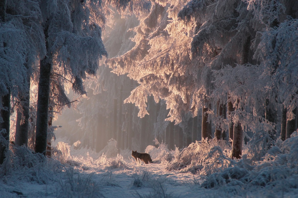 Изображение сгенерировано при помощи нейросети Midjourney