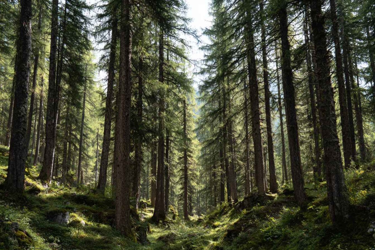 Изображение сгенерировано при помощи нейросети Midjourney