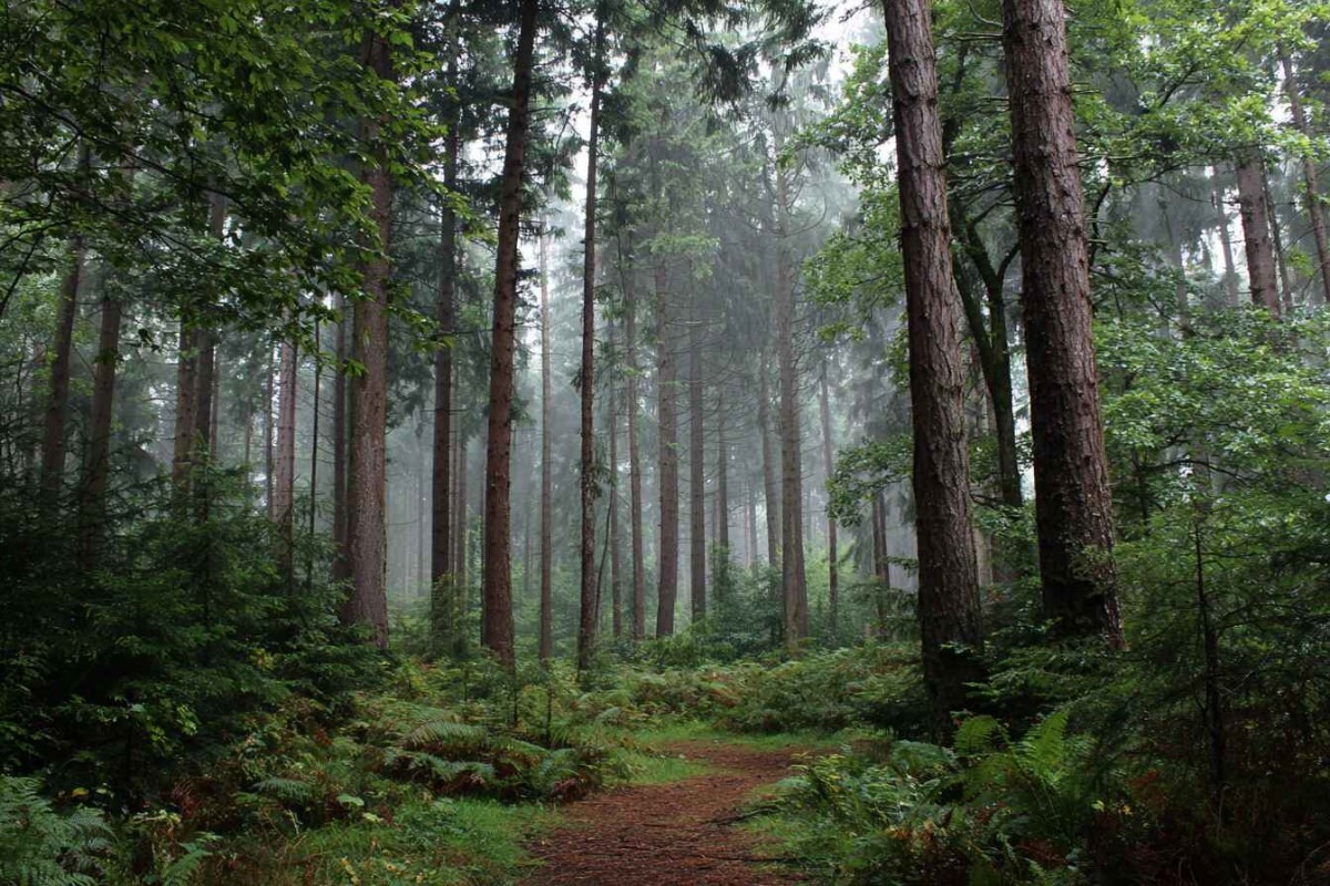 Изображение сгенерировано при помощи нейросети Midjourney