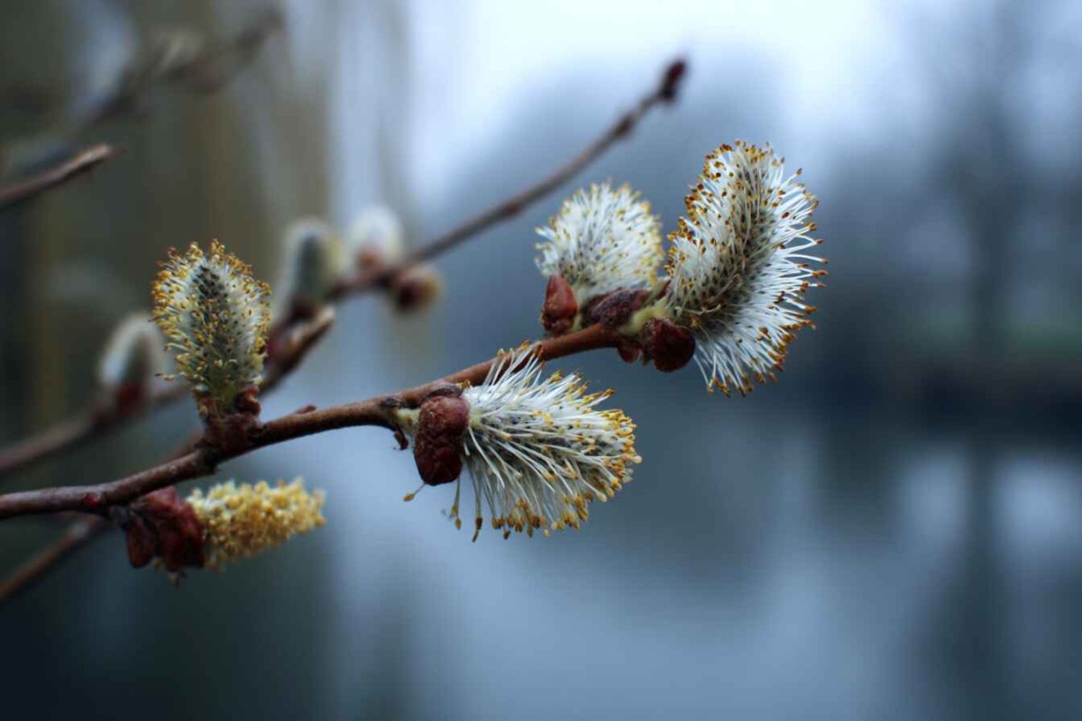 Изображение сгенерировано при помощи нейросети Midjourney