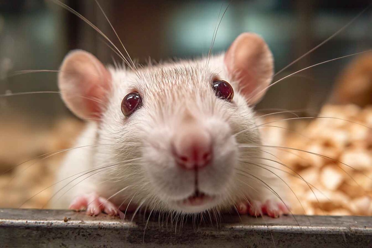 Изображение сгенерировано при помощи нейросети Midjourney