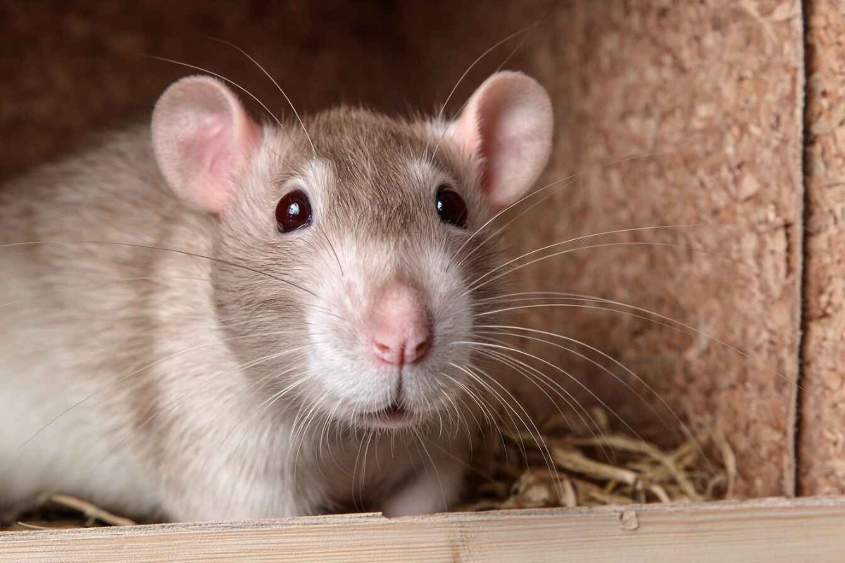 Изображение сгенерировано при помощи нейросети Midjourney