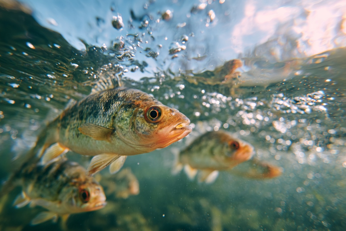 Изображение сгенерировано при помощи нейросети Midjourney