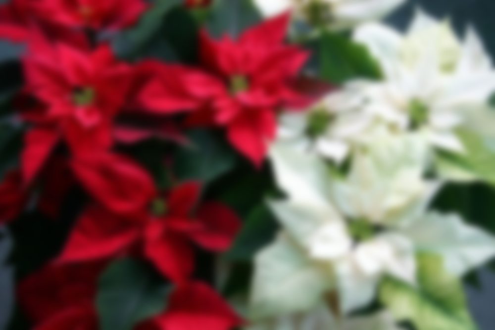 Цветок Рождественская Звезда Фото Уход