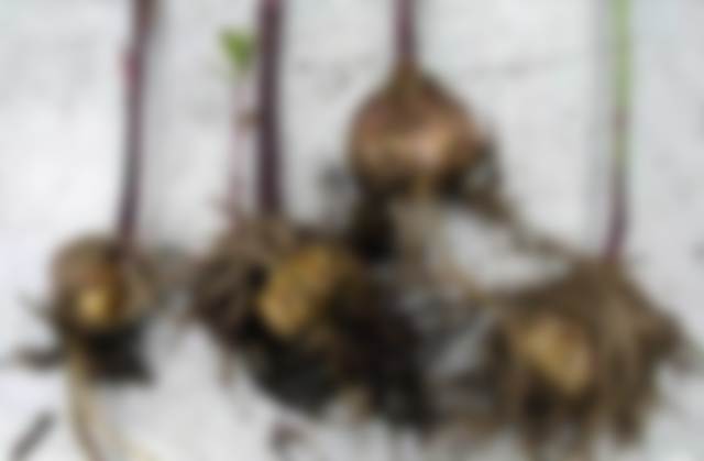 Как сохранить луковицы лилий до весны в домашних условиях без посадки