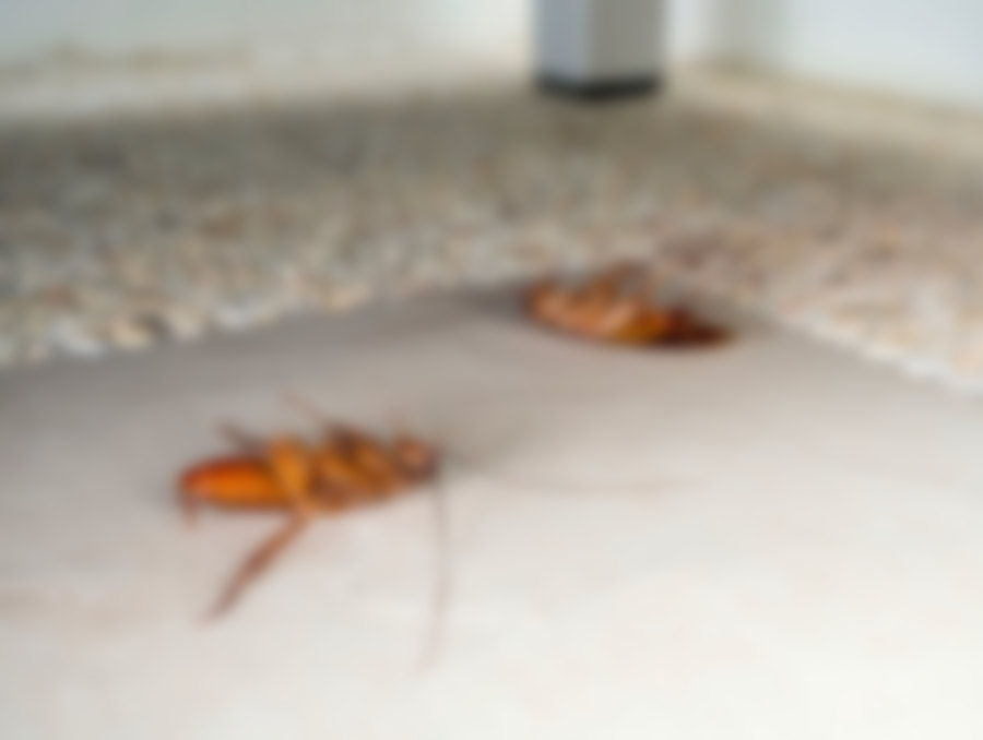 Как избавиться от тараканов в квартире раз и навсегда: отзывы