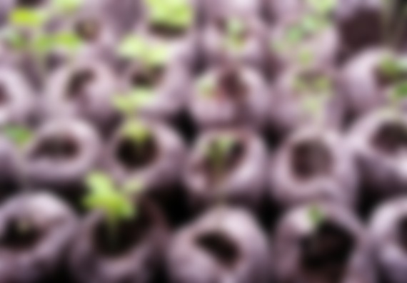 Рассада баклажанов: как ухаживать после всходов. Как прорастить семена баклажан на рассаду. Сроки посева семян баклажанов. Как подготовить грунт для посадки баклажанов. Технология выращивания баклажанов из семян.