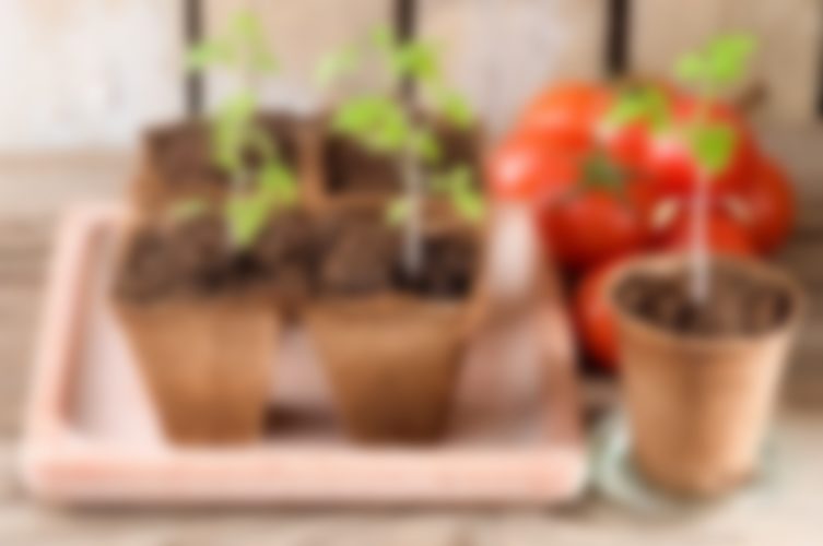 Когда сажать помидоры на рассаду в 2019 году по лунному календарю в марте 2019 года
