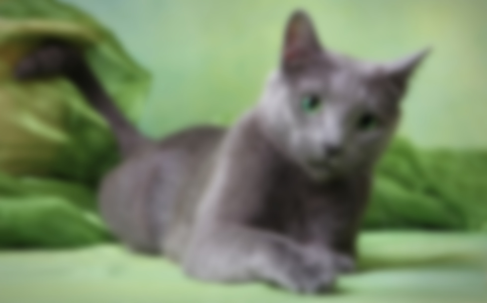 русская голубая кошка характеристика породы