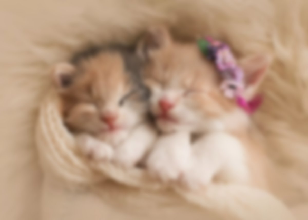 Самые Маленькие Котята В Мире Фото