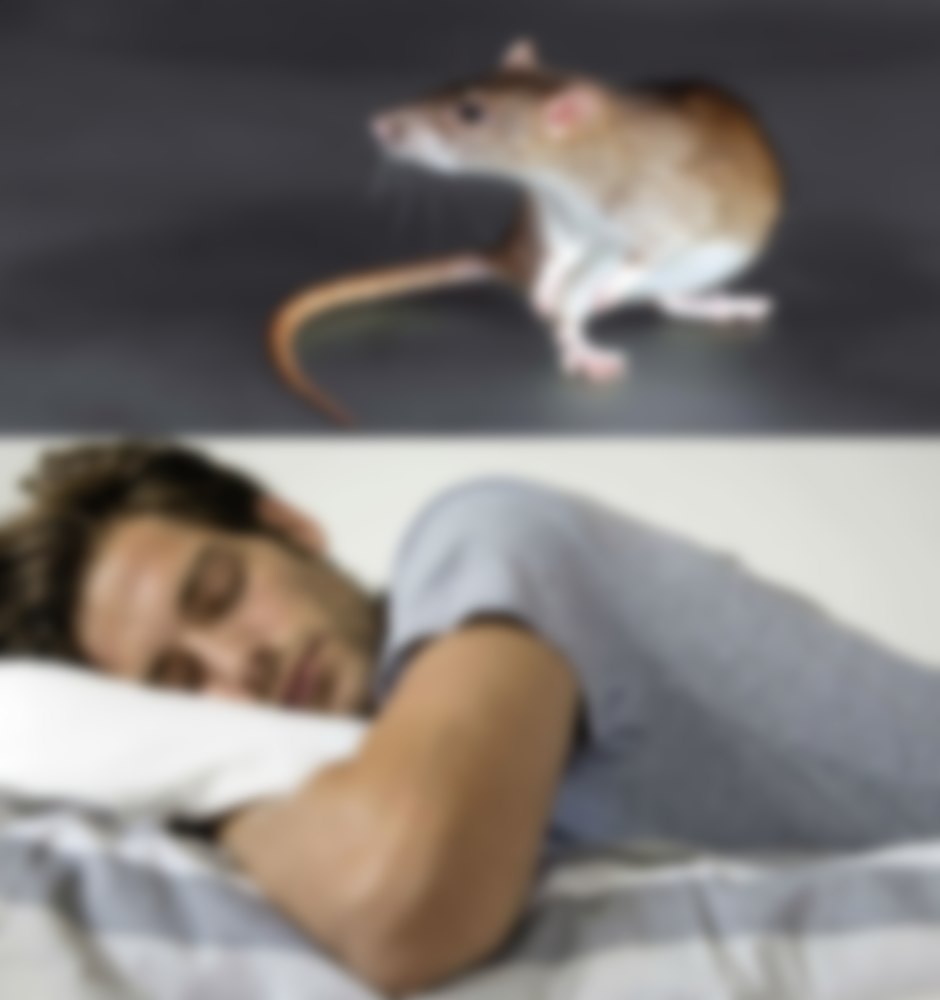 охота на крыс сон