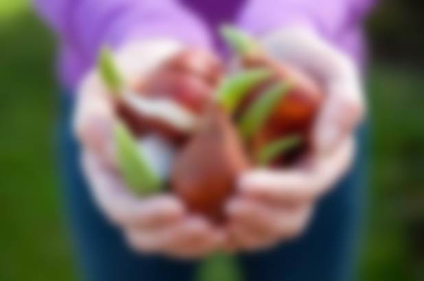 Кустовые тюльпаны посадка и уход в открытом грунте осенью