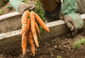 Как сажать морковь в открытый грунт семенами