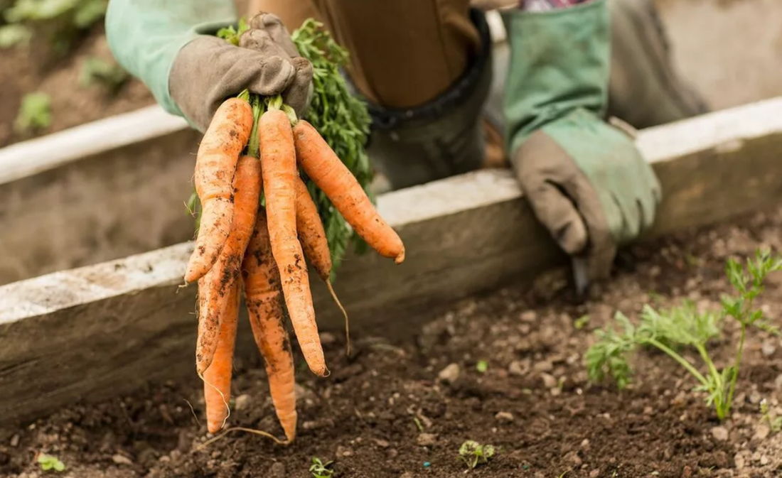 Морковь. Морковь растет на грядке. Морковь Pro. Варианты посадки моркови.