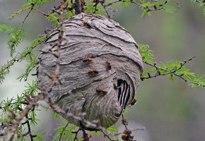 Как избавиться от осиного гнезда