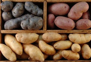 Лучшие сорта картофеля: описание с фото