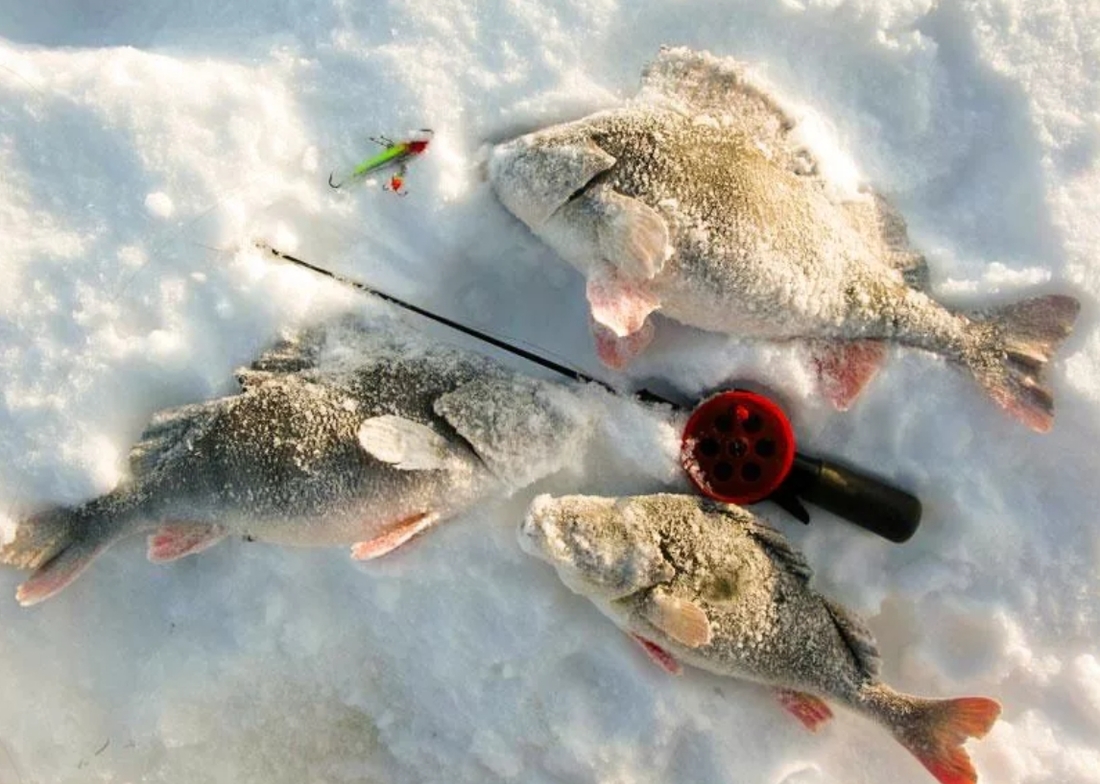 Ловля окуней на озере. Зимняя рыбалка. Зимний окунь. Снасти зимняя рыбалка на озере. Балансир на окуня.