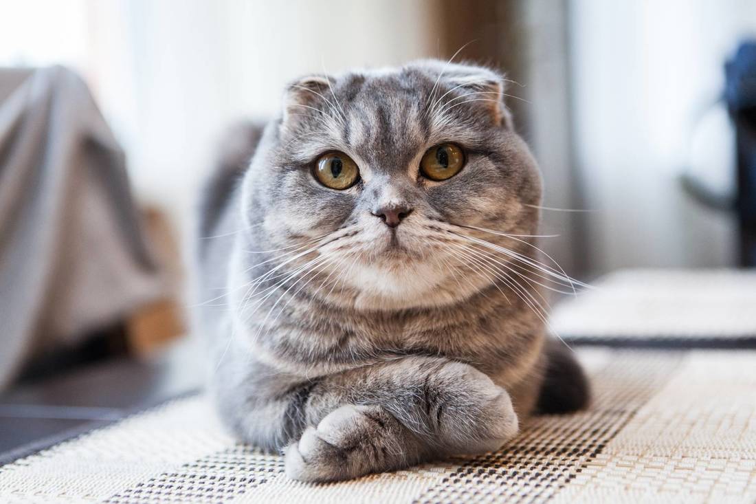 скоттиш фолд фото