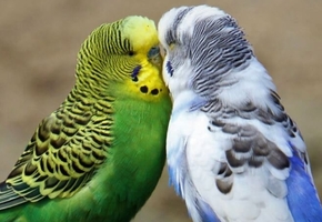 Правильное разведение волнистых попугаев в домашних условиях