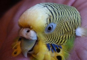 Причины и лечение наростов у волнистого попугая