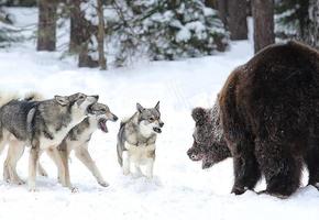 Охота на медведя с лайками: эффективная тактика