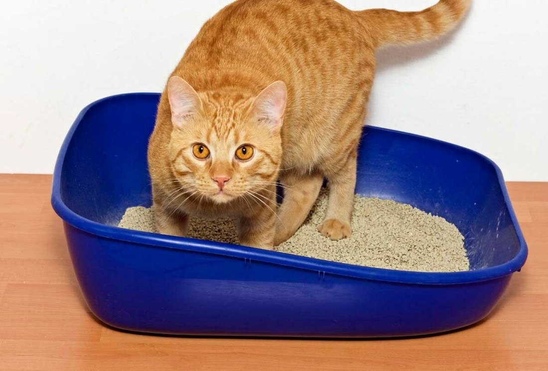 Кошачий лоток