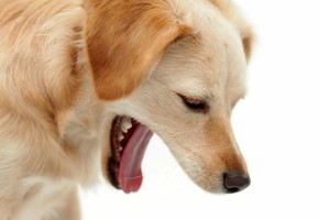 Как правильно вызвать рвоту у собаки