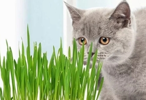 Трава для кошек — что это такое и как вырастить
