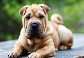 Порода собак шарпей — описание и характеристика