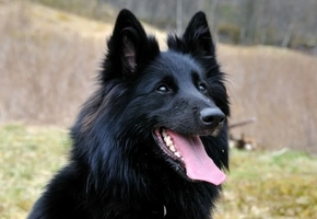 Грюнендаль — описание и характеристика породы собак