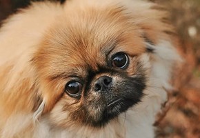 Собака пекинес — описание и характеристика породы