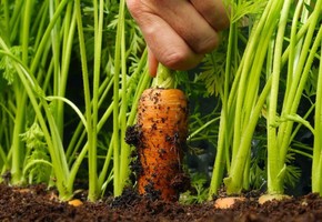 Чем удобрять морковь для роста в открытом грунте