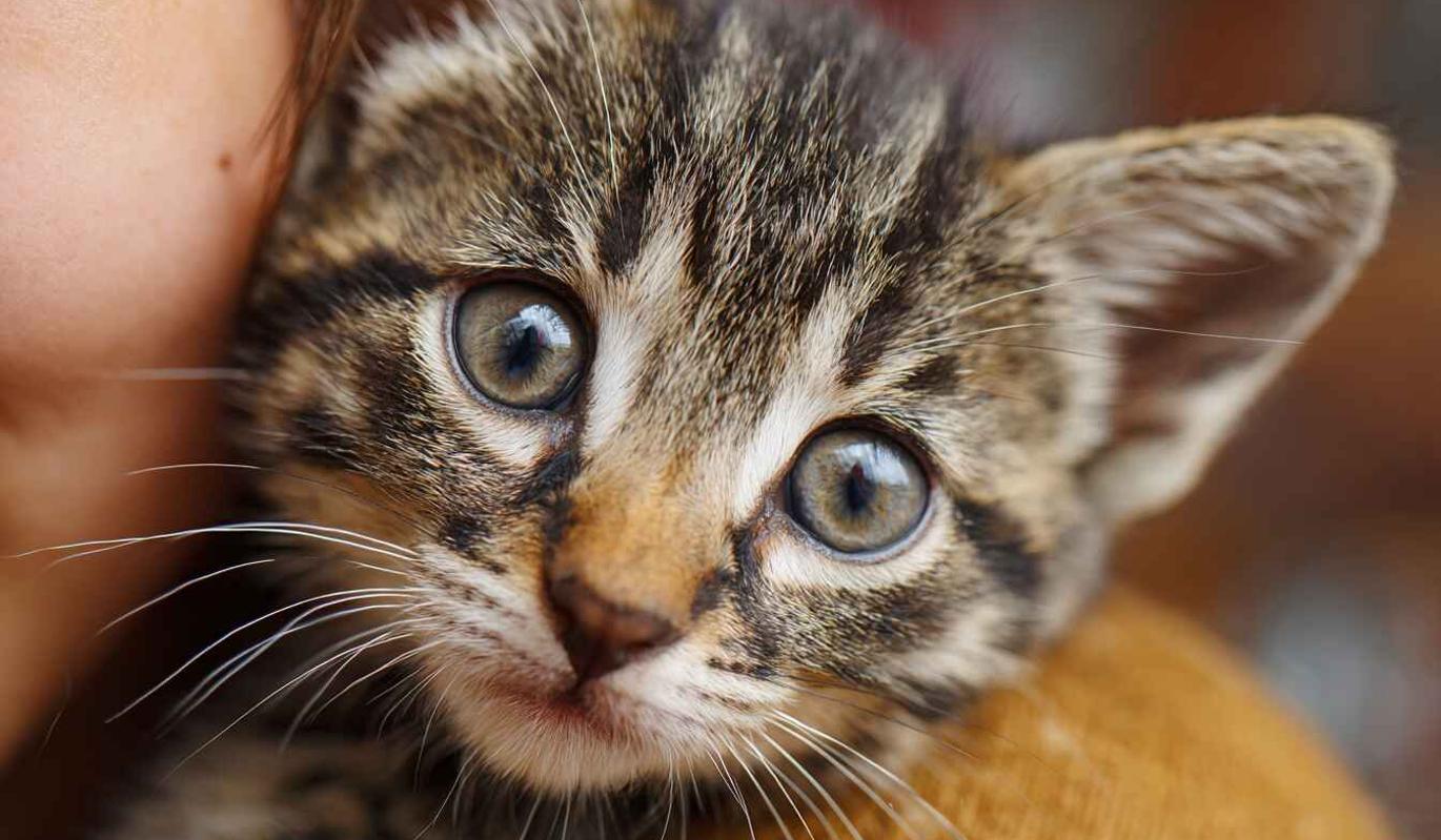 День ласкового котёнка в 2026 году: история и как отметить