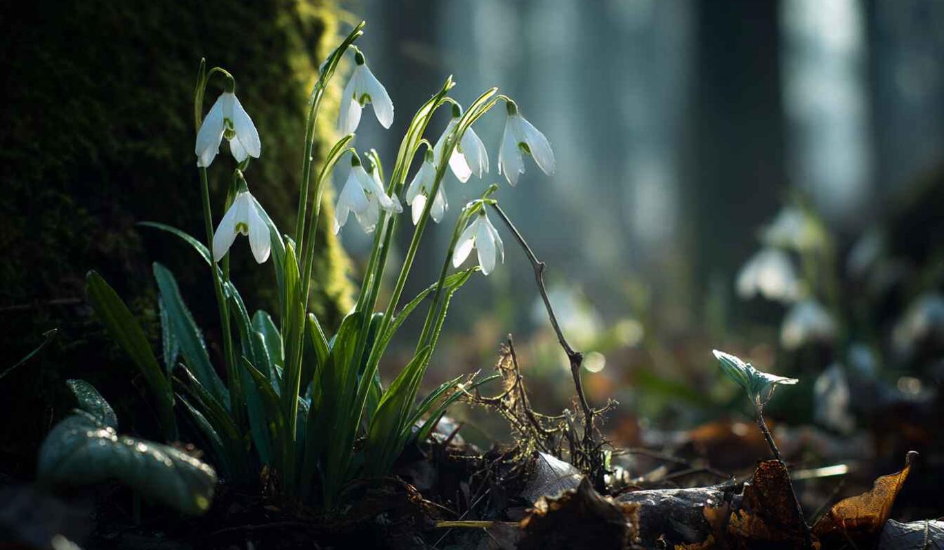 День подснежника 2026: история праздника и значение цветка