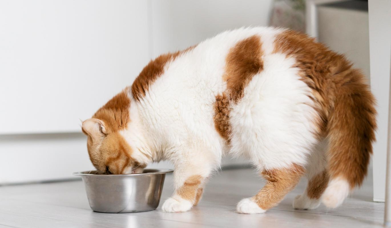 Лучший сухой корм для кошек выбрали на Клео.ру голосованием