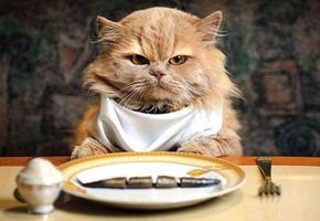 Что для человека еда…: самые вредные продукты для кошек