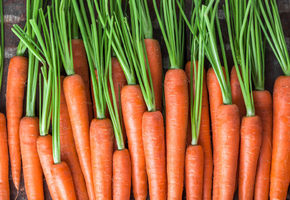 Как правильно сажать морковь весной?