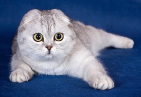 Порода Вислоухих Кошек Фото Цена