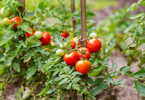 Как ухаживать за помидорами в открытом грунте от посадки