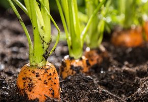 В какие сроки сажать морковь весной в открытый грунт и как