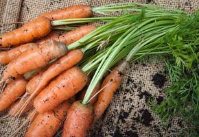 Как правильно сажать морковь весной