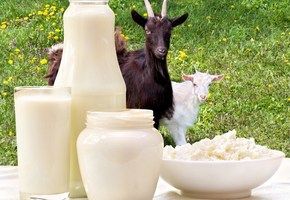 Полезные свойства и противопоказания козьего молока