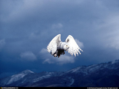 белая сова на вершине бесплатно
